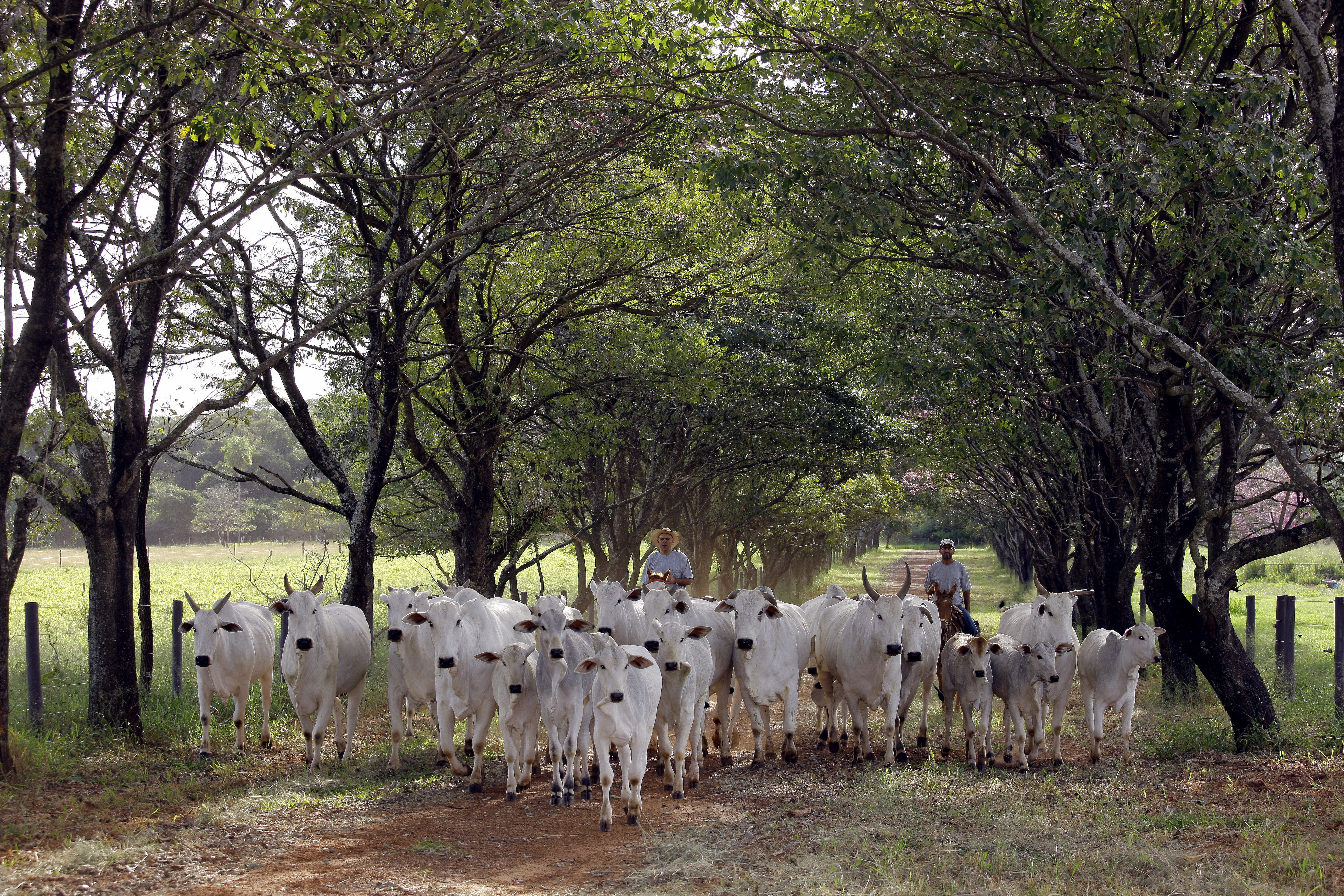 Liquidez no leilão de animais jovens da Fazenda Nova